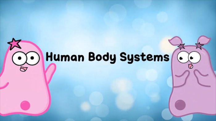 Worksheet amoeba sisters the eleven human body systems