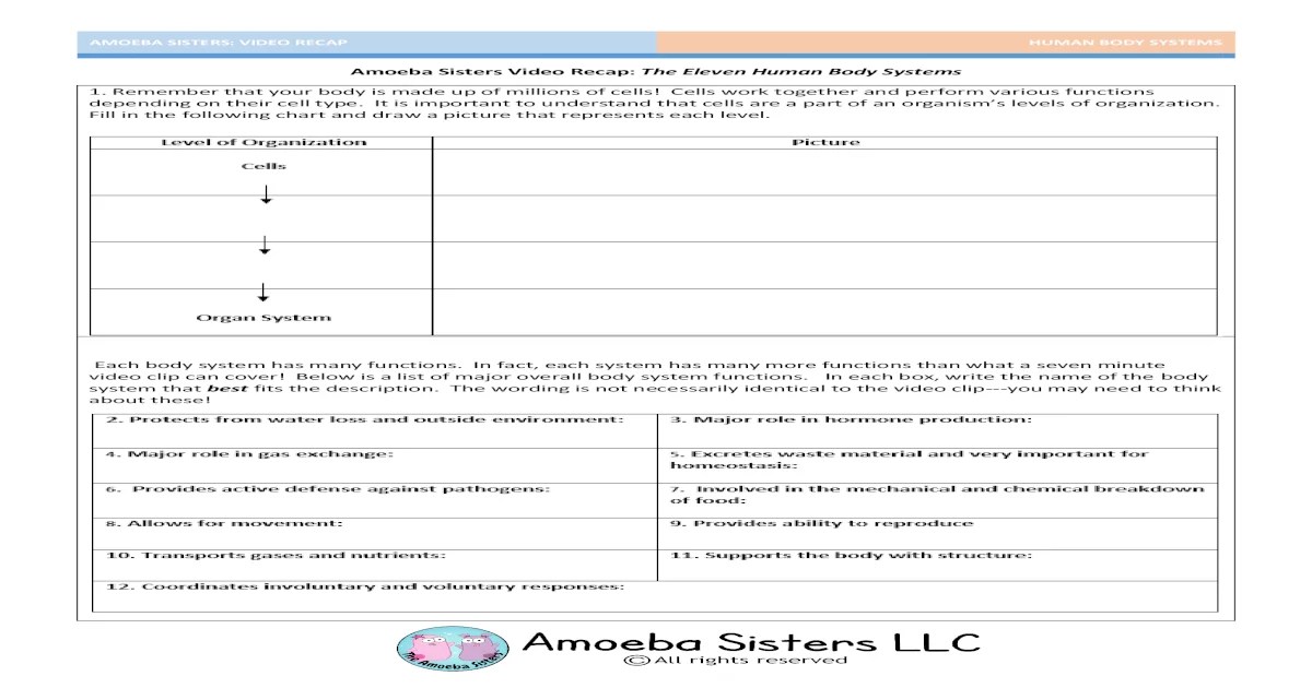 Worksheet amoeba sisters the eleven human body systems